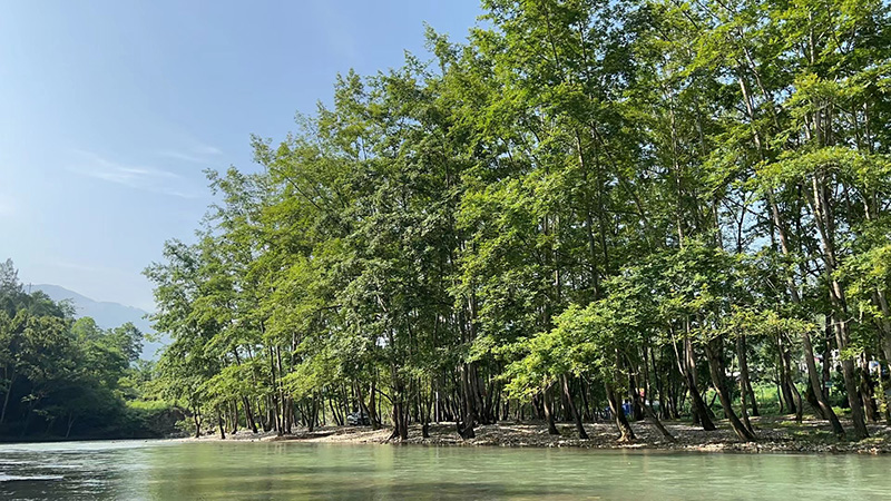 卢家坝露营地